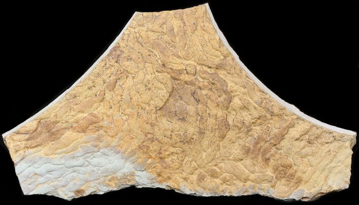 Pennsylvanian, Fossil Microbial Mat - Oklahoma #41111